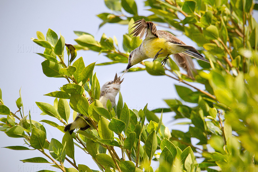 Scissor-tailed Flycatcher x Western Kingbird