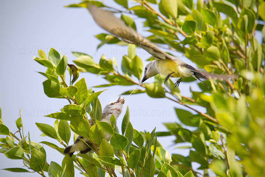 Scissor-tailed Flycatcher x Western Kingbird