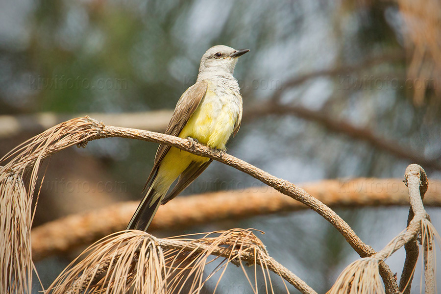 Western Kingbird