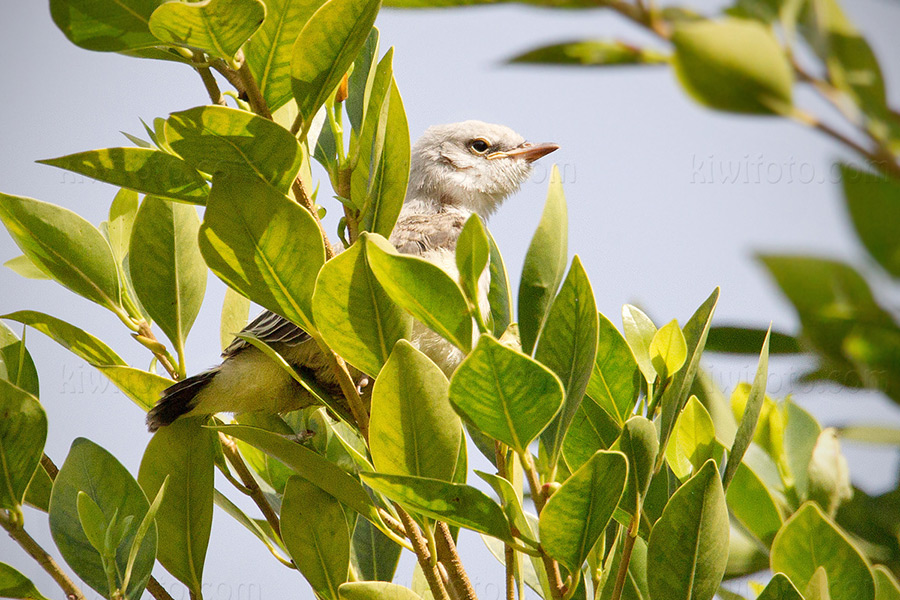 Scissor-tailed Flycatcher x Western Kingbird