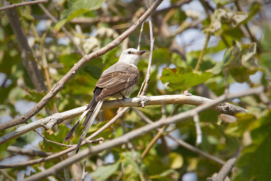 Scissor-tailed Flycatcher