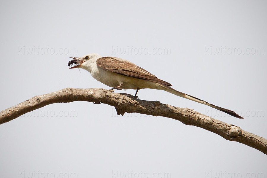 Scissor-tailed Flycatcher