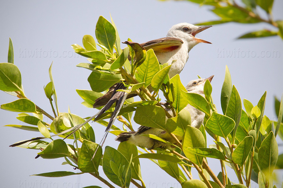 Scissor-tailed Flycatcher x Western Kingbird