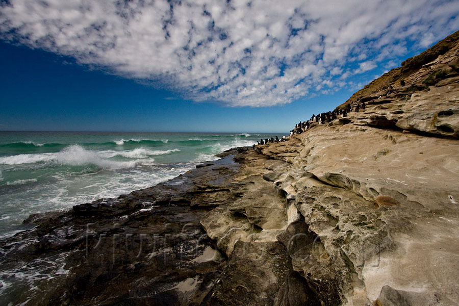 Saunders Island, Falkland Islands