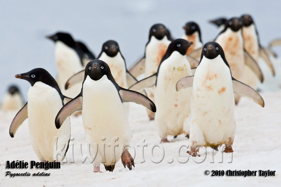 Adlie Penguins, Paulet Island, Antarctica