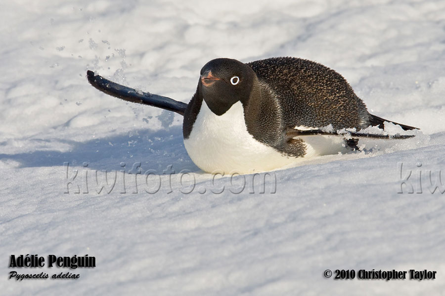 Adlie Penguins, Paulet Island, Antarctica