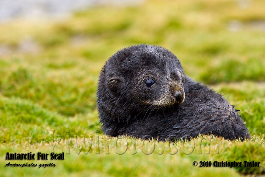 Antarctic Fur Seal, Salisbury Plain, South Georgia