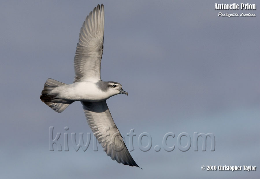 Antarctic Prion, Scotia Sea