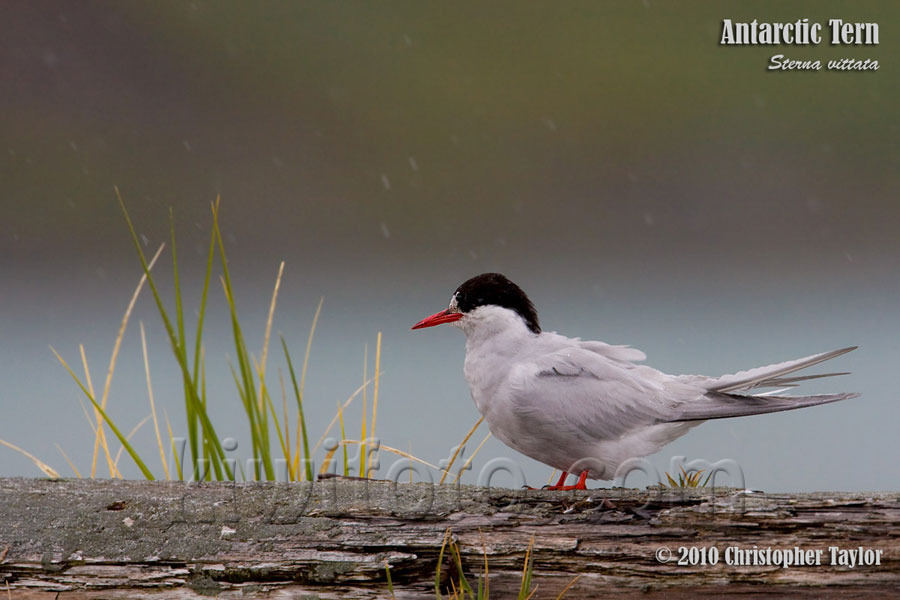 Antarctic Tern, Grytviken, South Georgia