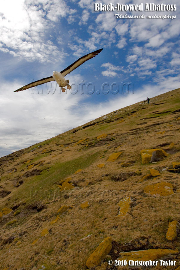 Black-browed Albatross, Steeple Jason, Falkland Islands