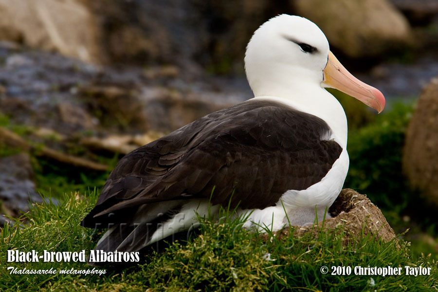 Black-browed Albatross, Steeple Jason, Falkland Islands