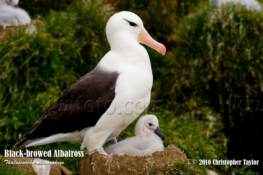 Black-browed Albatross, Steeple Jason, Falkland Islands