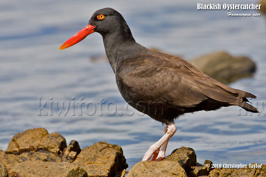 Blackish Oystercatcher, Falkland Islands