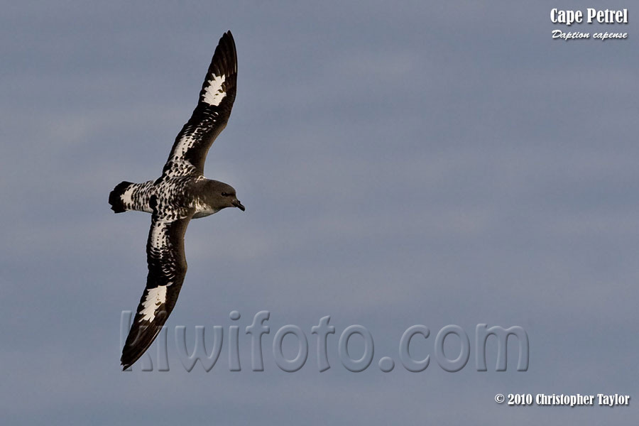 Cape Petrel, South Atlantic