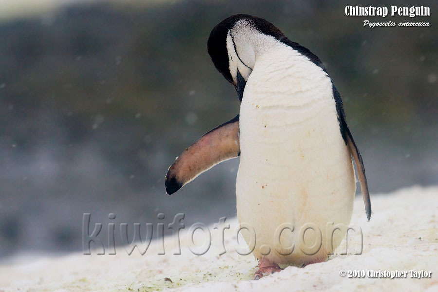 Chinstrap Penguin, Half Moon Island, South Shetlands