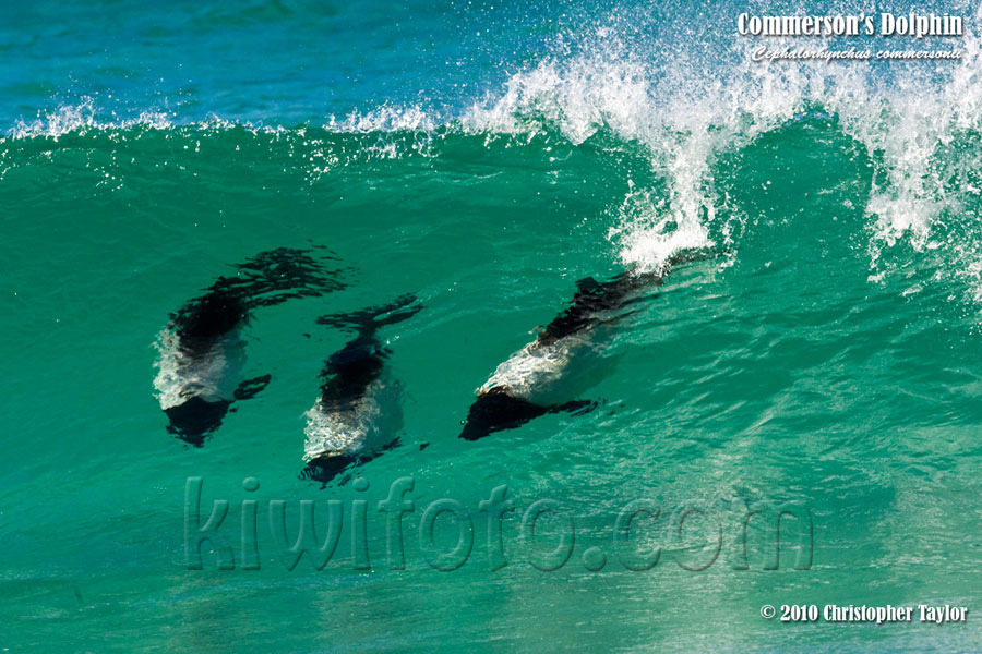 Commerson's Dolphin, Saunders Island, Falkland Islands