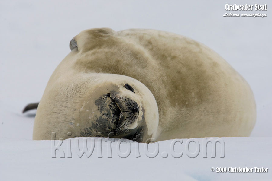 Crabeater Seal, Weddell Sea, Antarctica