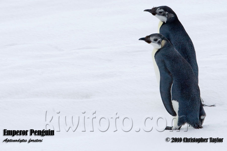 Emperor Penguins, Weddell Sea, Antarctica