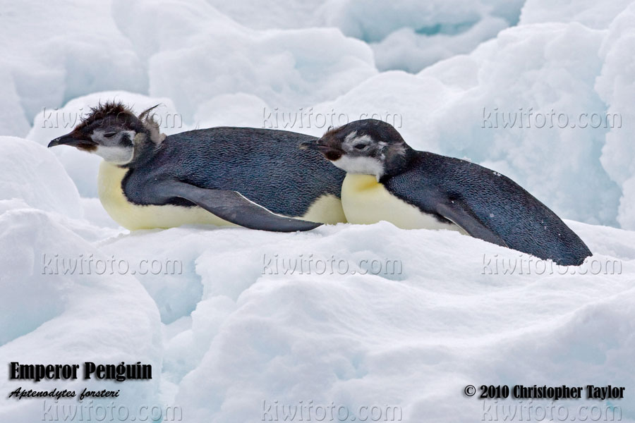 Emperor Penguins, Weddell Sea, Antarctica