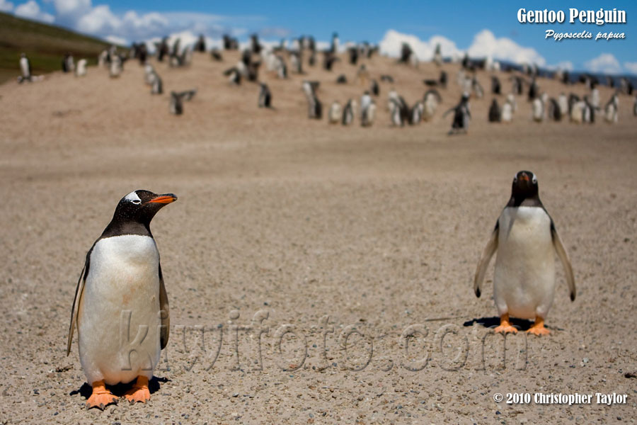 Gentoo Penguin, Saunders Island, Falkland Islands