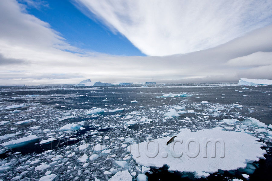 Weddell Seal on Iceberg in Antarctica