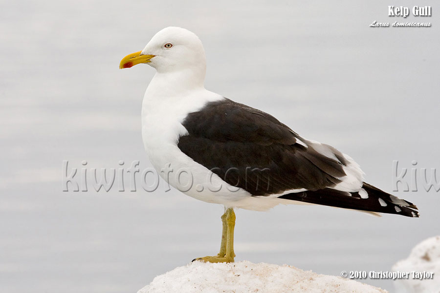 Kelp Gull, Paulet Island, Antarctica