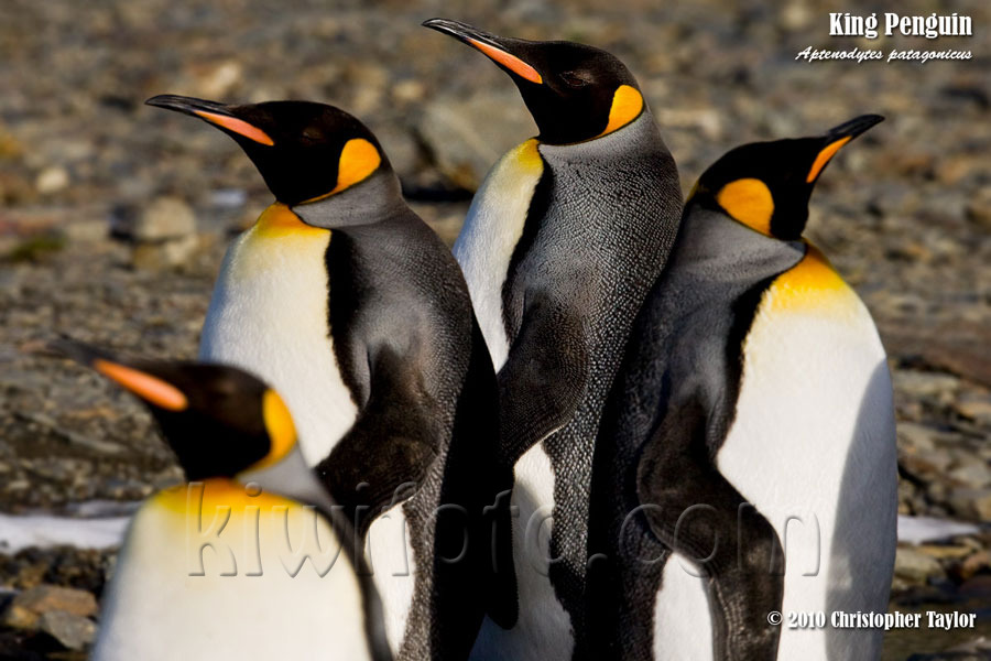 King Penguins, Salisbury Plain, South Georgia