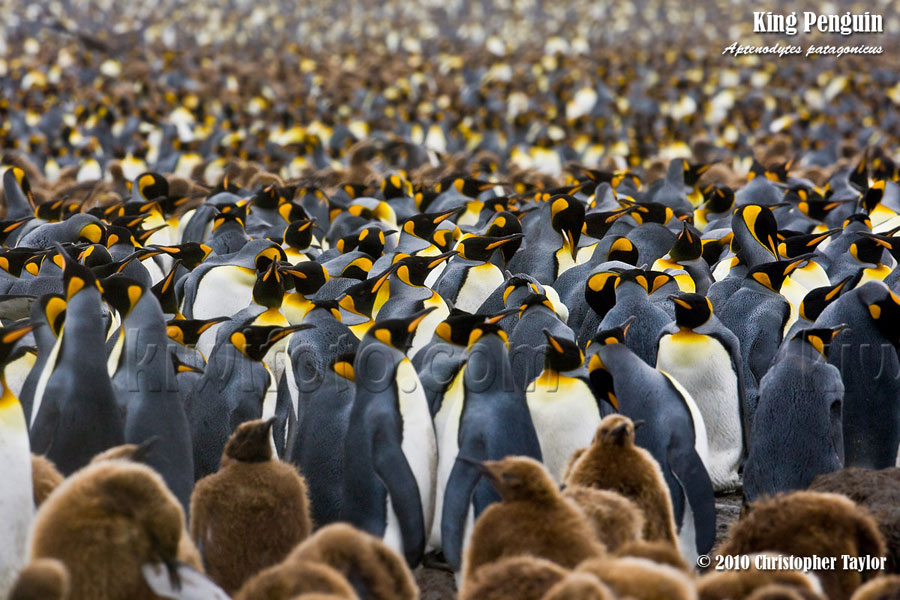 King Penguins, Salisbury Plain, South Georgia