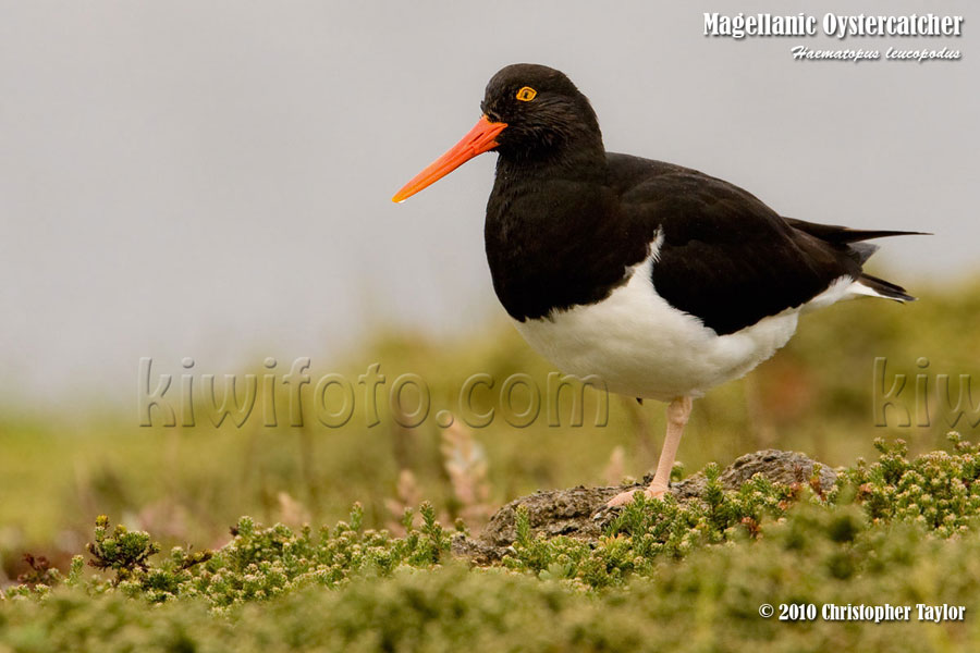 Magellanic Oystercatcher, Falkland Islands