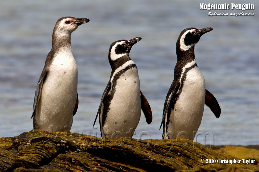 Magellanic Penguin, Carcass Beach, Falkland Islands