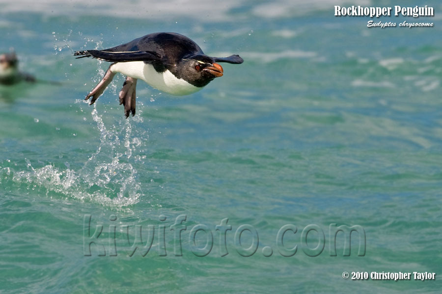 Rockhopper Penguin, Saunders Island, Falkland Islands