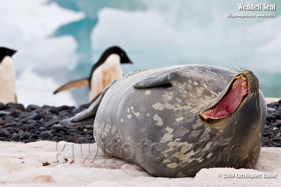 Weddell Seal, Paulet Island, Antarctica