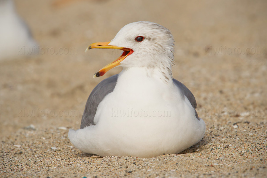 California Gull