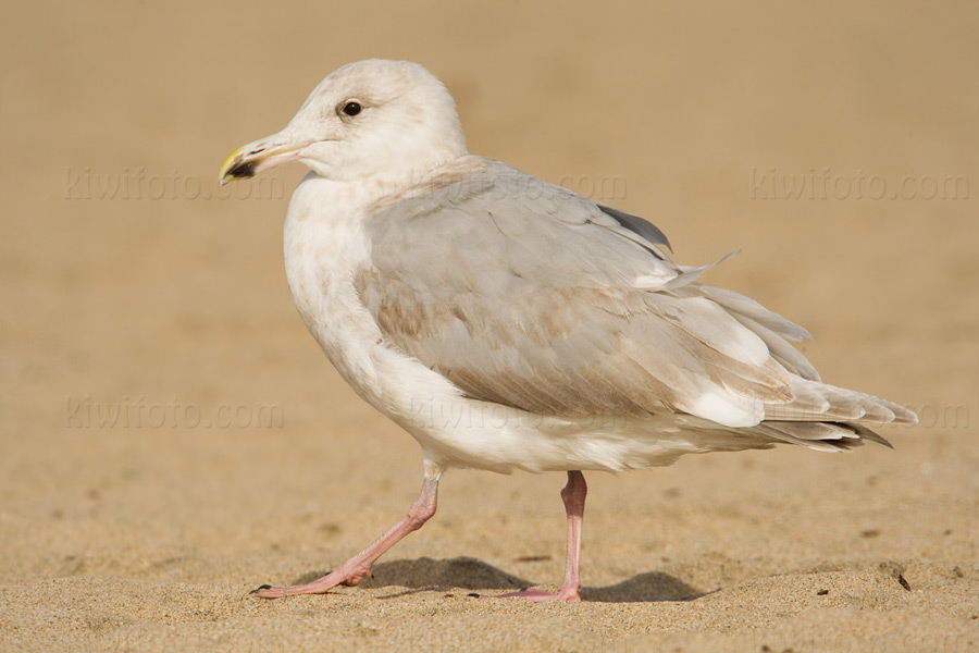 Glaucous-winged Gull