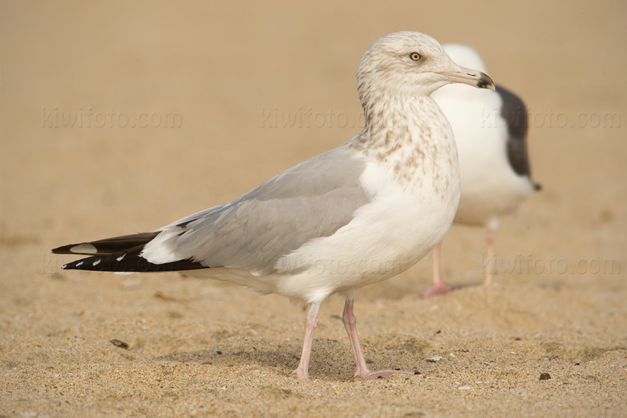 American Herring Gull - 3rd cycle completing adult molt, still showing bi-color bill.