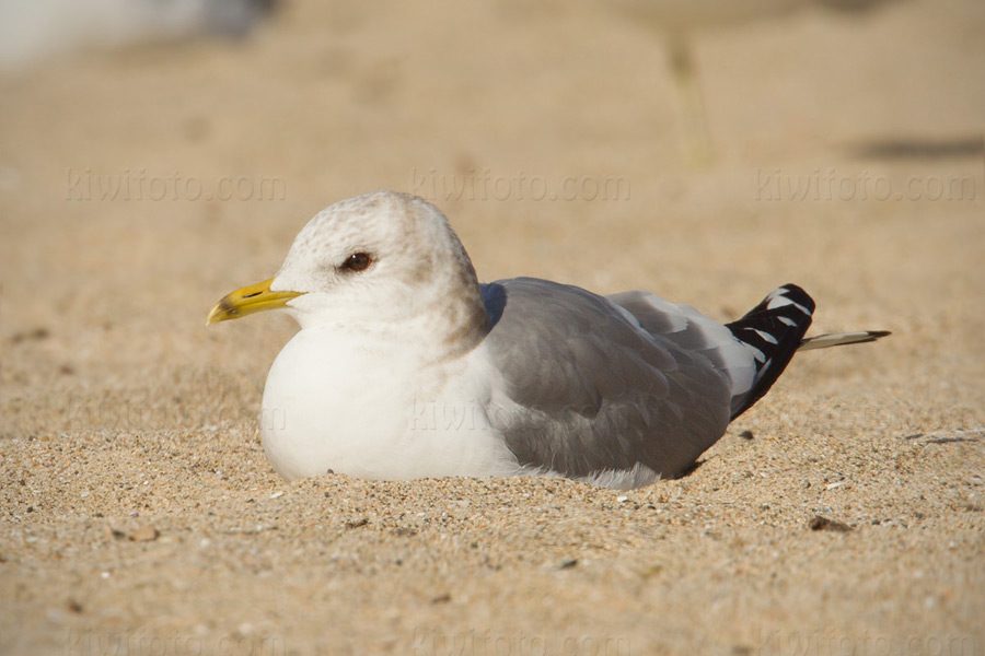 Mew Gull 