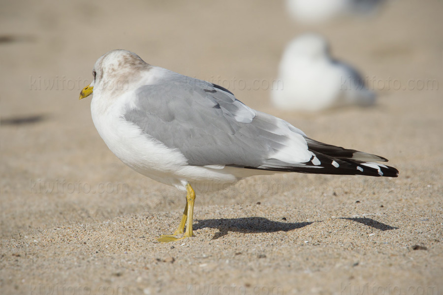 Mew Gull 