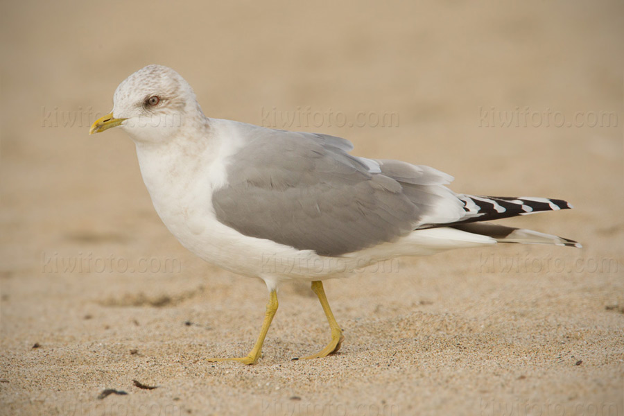 Mew Gull 