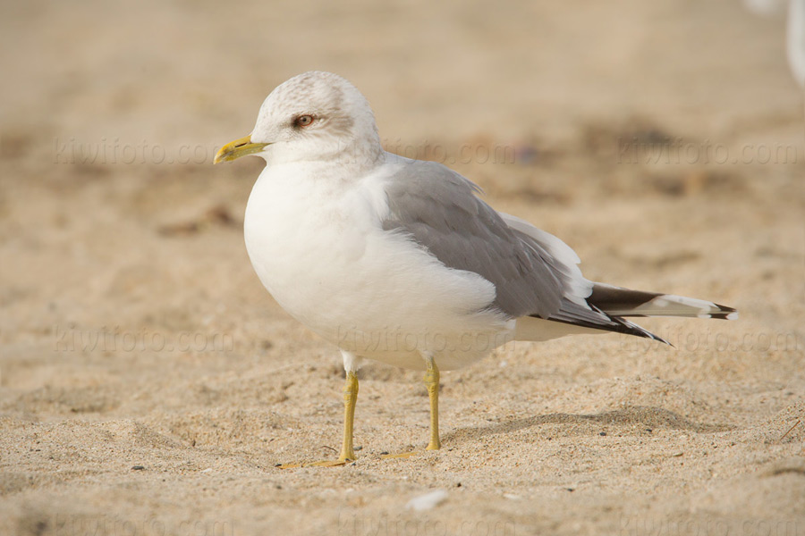 Mew Gull 