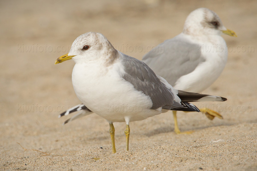 Mew Gull 