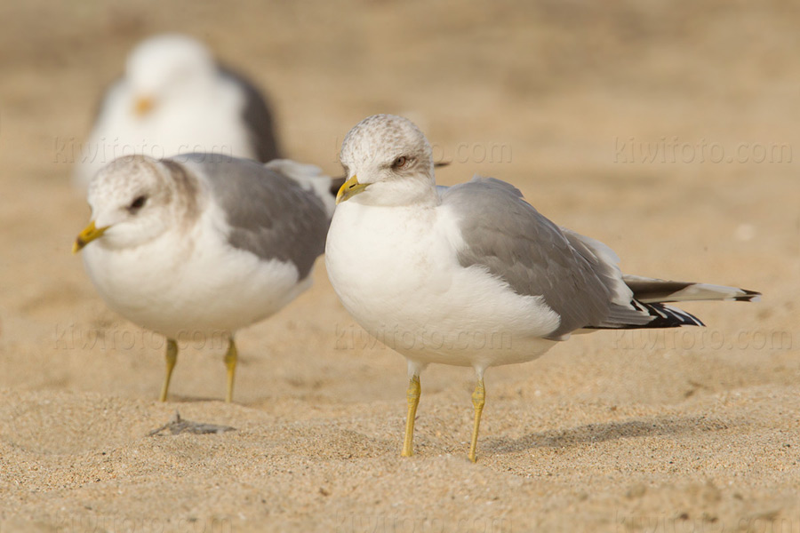 Mew Gull 