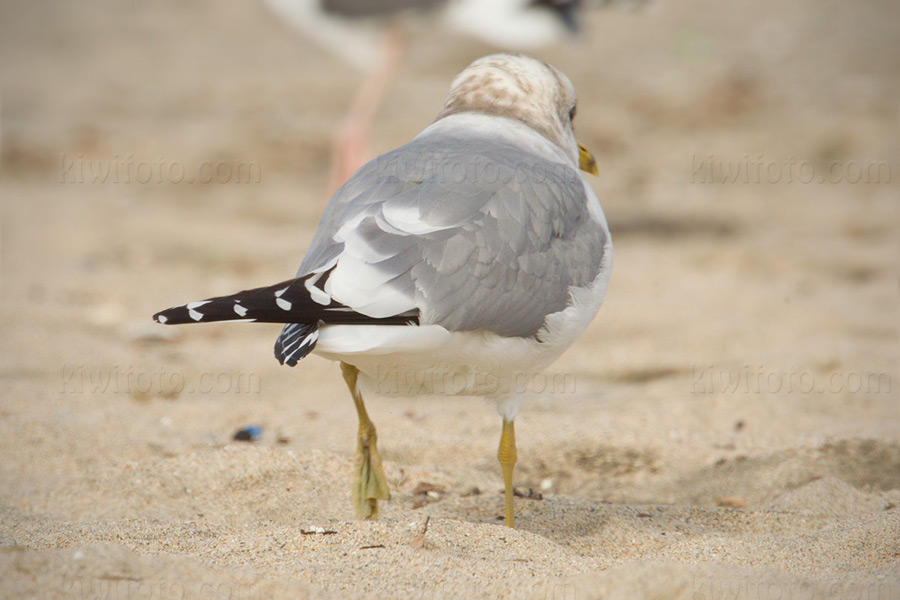 Mew Gull 