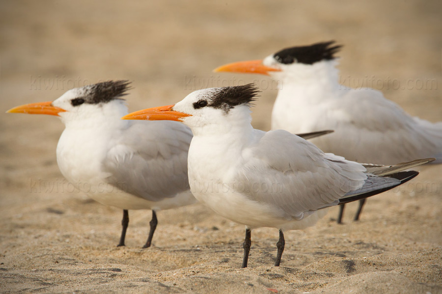 Royal Tern