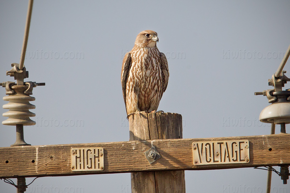 Gyrfalcon