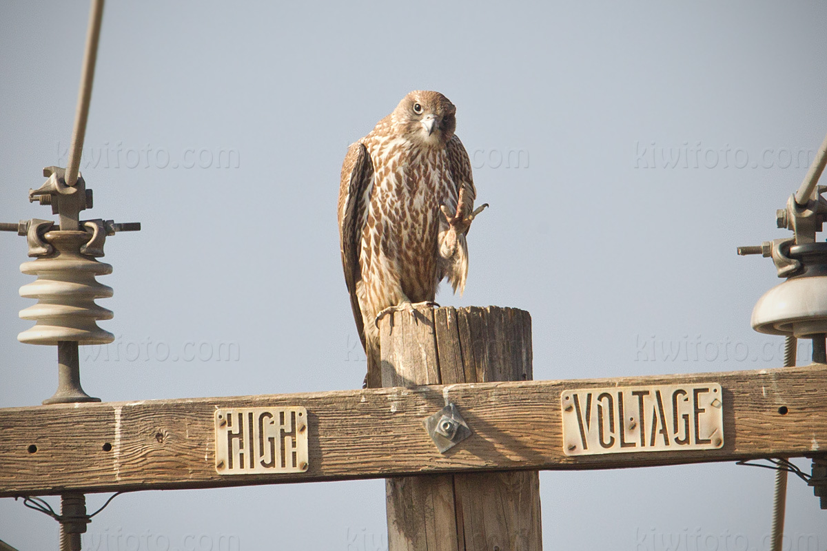 Gyrfalcon