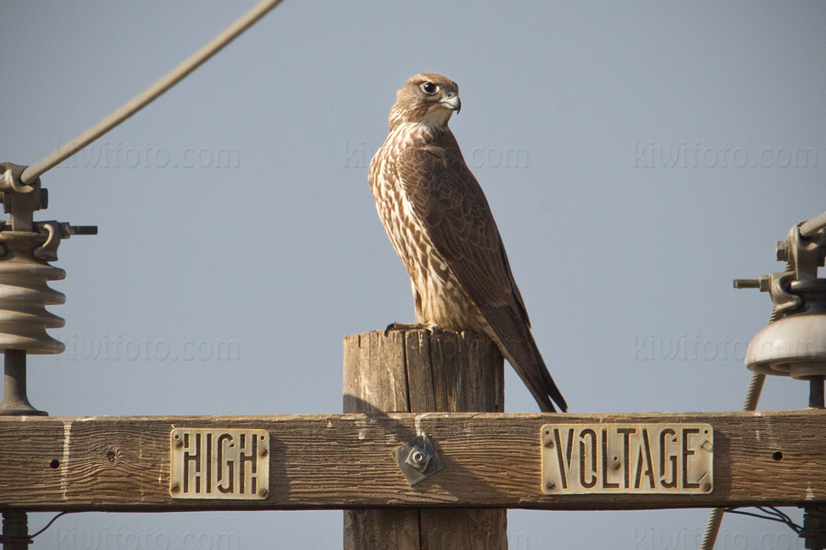 Gyrfalcon