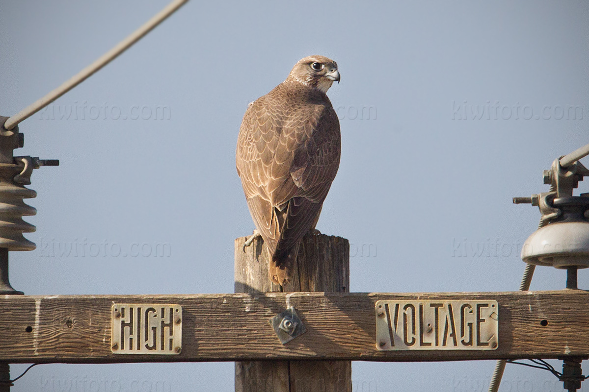 Gyrfalcon