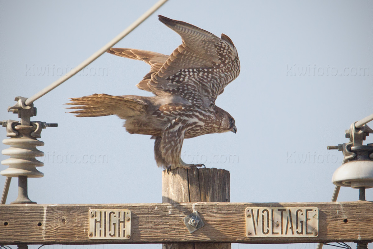 Gyrfalcon