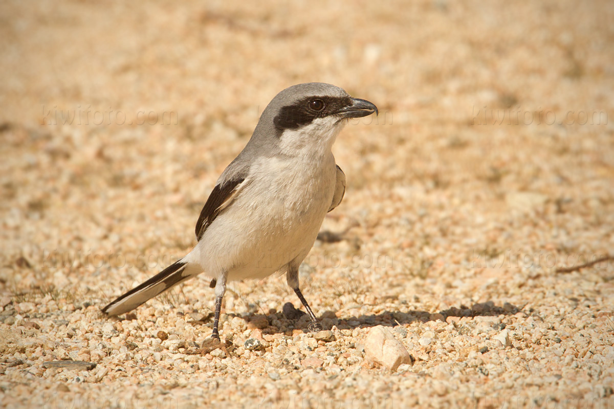 Photography Bird Wildlife Nature Christopher Taylor kern_county_feb_2012