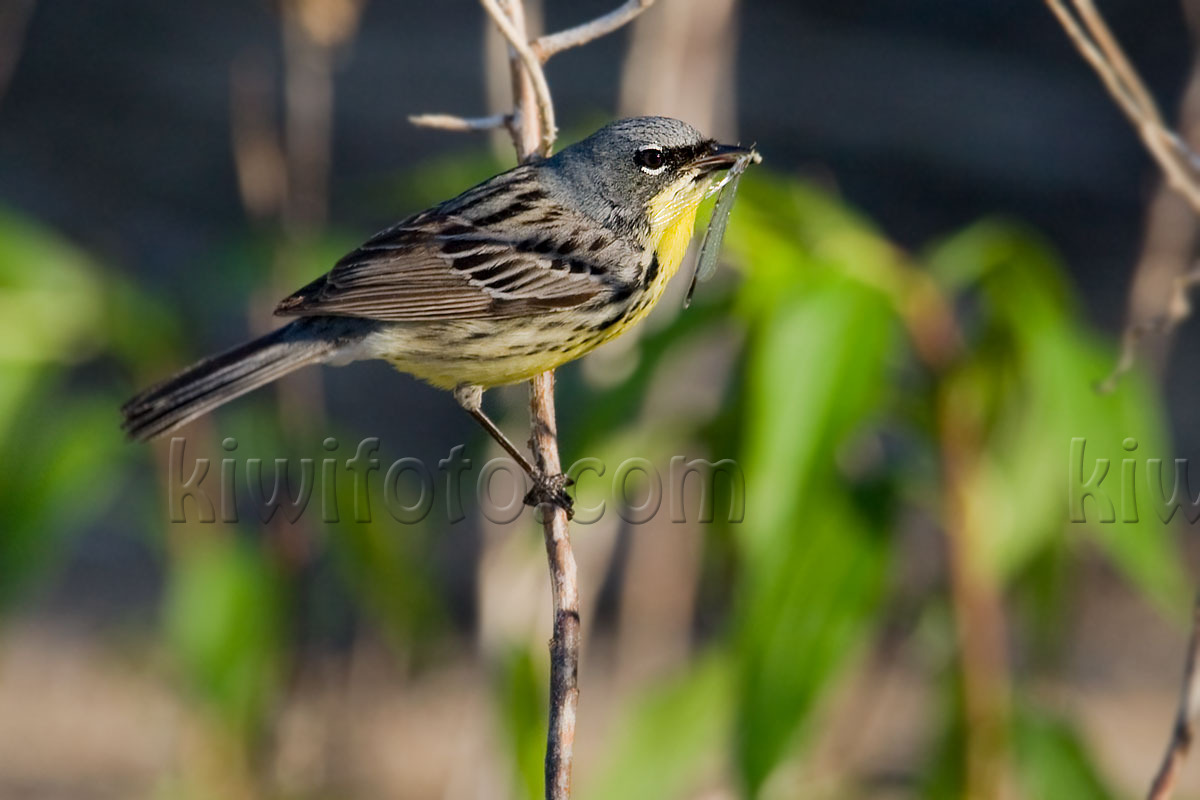 Kirtland's Warbler